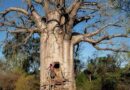 Baobab Trees Provide Lifeline to Zimbabwe’s Rural Communities Hit by Climate Change