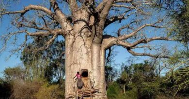 Baobab Trees Provide Lifeline to Zimbabwe’s Rural Communities Hit by Climate Change