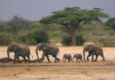 Zimbabwe and Namibia will Kill Scores of Elephants to Feed People Facing Drought