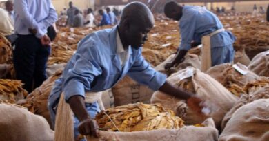 Malawi Tobacco Earnings Surge Despite Drought