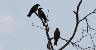 FQM’s Global Birding Day Highlights the Urgent Need for Bird Habitat Protection in Zambia