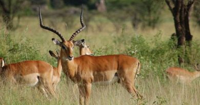 ZimParks Takes Action Against Rangers for Illegal Game Meat Sale 