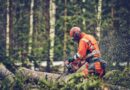 Choosing the Right Tool: Chain Saw vs. Pole Saw for the Job 