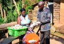 Humble Mushroom Spurs Rural Transformation and Crane Conservation in Uganda 