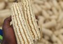 World Bank Backs Zambia’s Push for Digital Agriculture Revolution