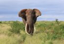 Tourism Ministry Warns Against Provoking Elephants in Livingstone
