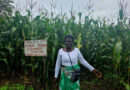 Malawi Farmers Boost Yields with Sustainable Practices