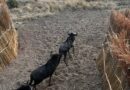 Zambia Launches Historic Wildlife Translocation to Restore Kafue and Liuwa Ecosystems