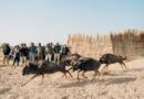 Zambia Undertakes Largest-Ever Wildlife Translocation to Boost Conservation and Tourism