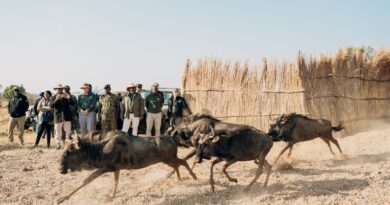 Zambia Undertakes Largest-Ever Wildlife Translocation to Boost Conservation and Tourism
