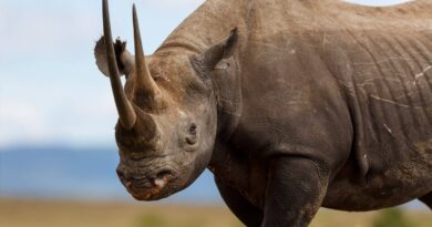 Beehives Help Protect Zambia’s Black Rhinos