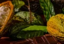 AfDB Invests €100m to Power Cocoa Production in Côte d’Ivoire