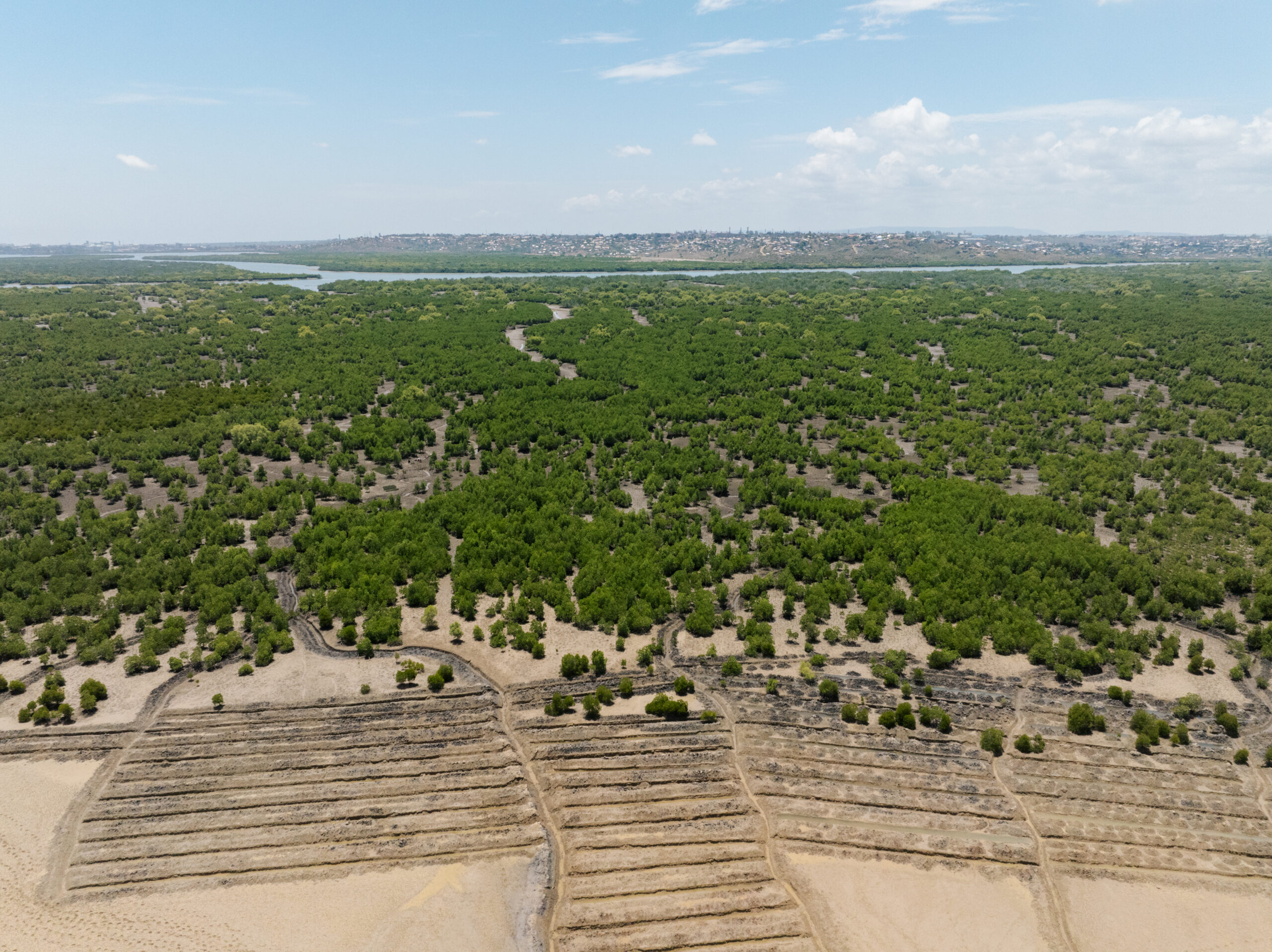 Mangroves on the Brink: Global Biodiversity at Risk as Restoration Efforts Ramp Up
