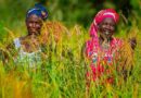 AfDB Receives $14 Million from GAFSP to Support Agricultural SMEs in Africa