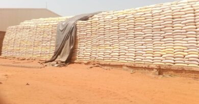 Zambia Records Highest Maize Purchases as 2025 Crop Marketing Season Closes