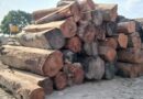 Forestry Department Warns Against Illegal Logging After Court Forfeiture Ruling 