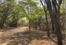 Zimbabwe Takes Bold Step Towards Responsible Forest Management
