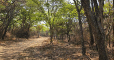 Zimbabwe Takes Bold Step Towards Responsible Forest Management