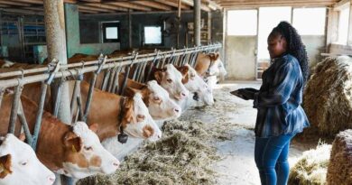 AfDB Backs Women Entrepreneurs and MSMEs in South Africa with $310 Million