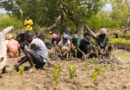 Kenya’s Mangrove Restoration Projects Boost Communities and Climate Resilience