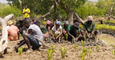Kenya’s Mangrove Restoration Projects Boost Communities and Climate Resilience