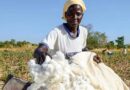 Cotton Initiative Aims to Improve Livelihoods for Local Farmers