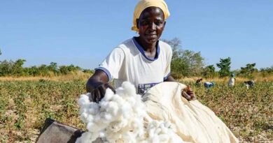 Cotton Initiative Aims to Improve Livelihoods for Local Farmers