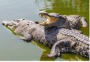 Ministry of Tourism Warns of Increased Crocodile and Hippo Attacks as Water Levels Rise