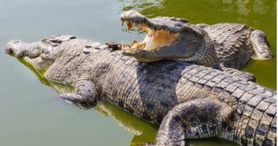 Ministry of Tourism Warns of Increased Crocodile and Hippo Attacks as Water Levels Rise