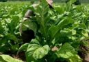 Zambia’s Tobacco Sector Records Strong Growth with Over 45,000 Registered Farmers