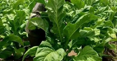 Zambia’s Tobacco Sector Records Strong Growth with Over 45,000 Registered Farmers