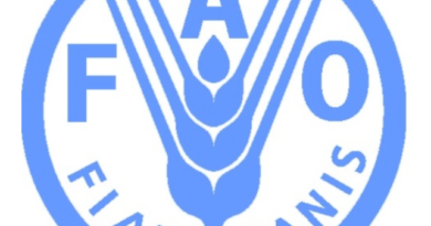 FAO Agricultural Voucher System Strengthens Food Security and Safeguards Communities in Zimbabwe