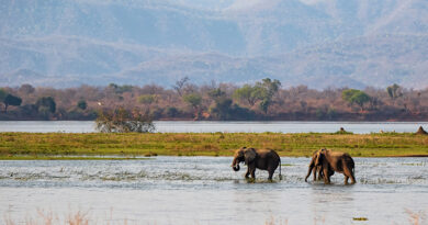 The Zambezi Corridor Showcases Zambia’s Growing Appeal as a Premier Safari Destination