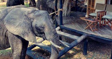 Walking Safaris in Zambia Offer an Unforgettable Wilderness Experience