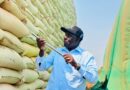Gov’t Confirms Full Payment to Farmers for 2025 FRA Maize Purchases