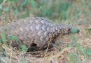 Ministry of Tourism Warns Public Against Rising Illegal Pangolin Trade