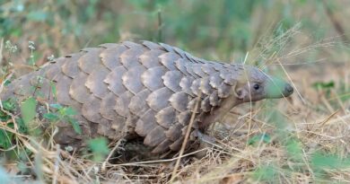 Ministry of Tourism Warns Public Against Rising Illegal Pangolin Trade