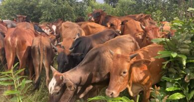 Over 100 Cattle Handed Over to Boost Climate-Smart Livelihoods in Kanyembo