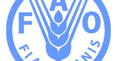 Zimbabwe’s Chiefs Take Charge of Miombo Woodland Restoration with FAO Support