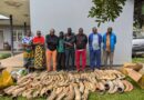 Over 470kg of Elephant Ivory Seized in Major Anti-Trafficking Operation
