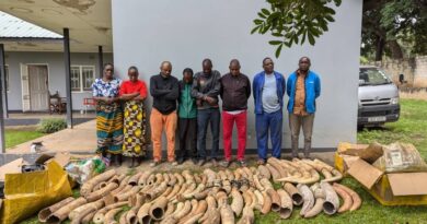 Over 470kg of Elephant Ivory Seized in Major Anti-Trafficking Operation