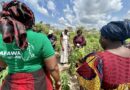 Women Farmers in Côte d’Ivoire See Income Growth Thanks to AfDB Support