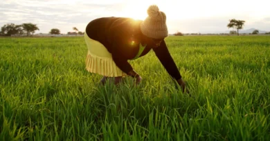 Climate-Smart Farming Brings New Hope and Food Security to Mushandike Farmers