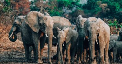 Man Killed in Elephant Attack in Chama District