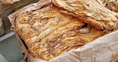 Tobacco Trading Begins in Zambia, but Only 4 Out of 16 Buyers Ready to Pay